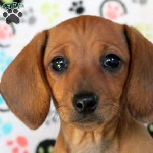 Abby, Dachshund Puppy