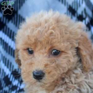 Abby, Bich-Poo Puppy