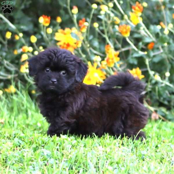 Abby, Shih-Poo Puppy