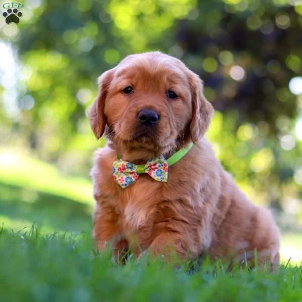 Ace, Golden Retriever Puppy