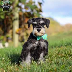 Ace, Miniature Schnauzer Puppy