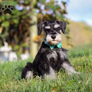Ace, Miniature Schnauzer Puppy