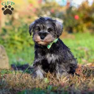 Ace, Miniature Schnauzer Puppy