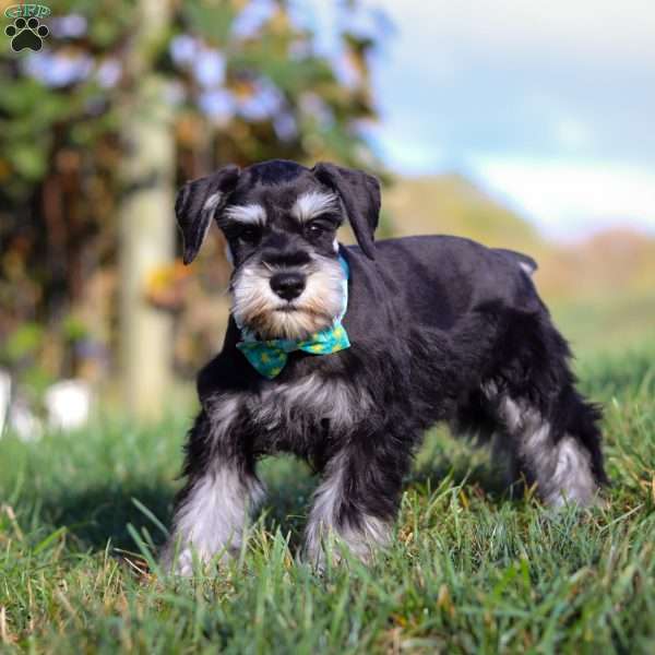 Ace, Miniature Schnauzer Puppy