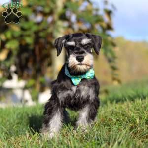 Ace, Miniature Schnauzer Puppy