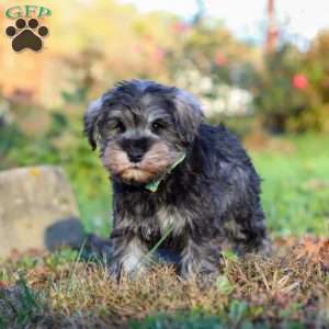 Ace, Miniature Schnauzer Puppy