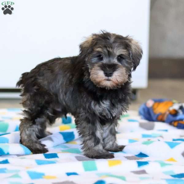 Ace, Miniature Schnauzer Puppy