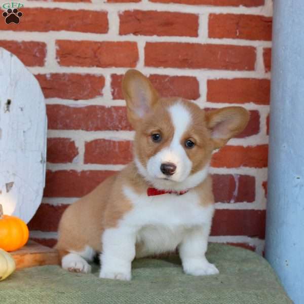Ace, Pembroke Welsh Corgi Puppy