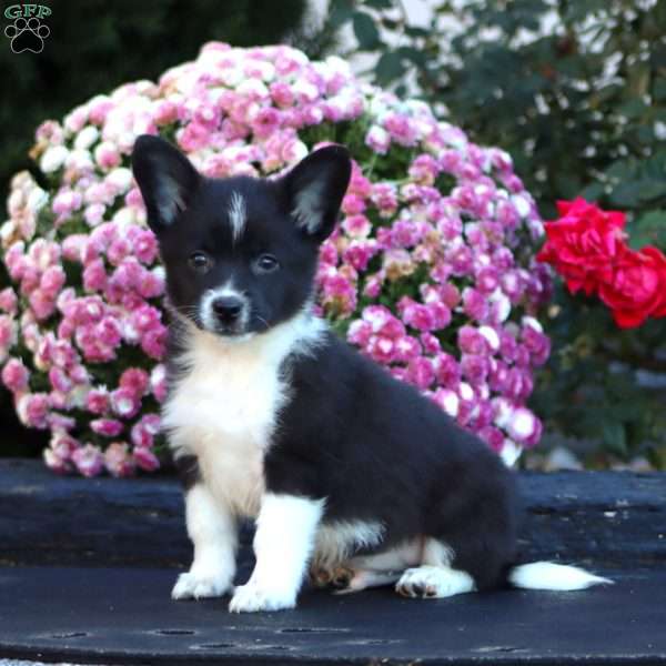 Ace, Welsh Corgi Mix Puppy