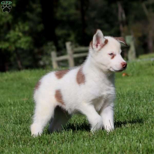 Ace, Siberian Husky Puppy