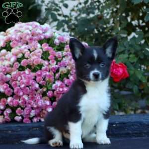 Ace, Welsh Corgi Mix Puppy