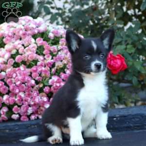 Ace, Welsh Corgi Mix Puppy