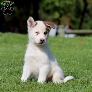 Ace, Siberian Husky Puppy