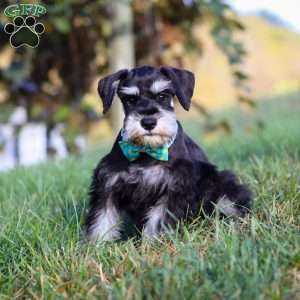 Ace, Miniature Schnauzer Puppy