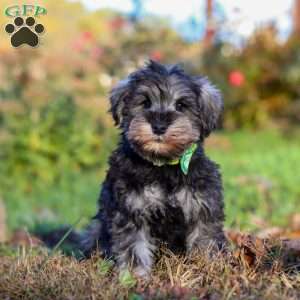 Ace, Miniature Schnauzer Puppy