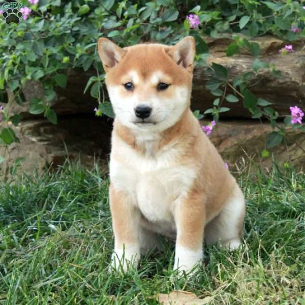 Ada, Shiba Inu Puppy
