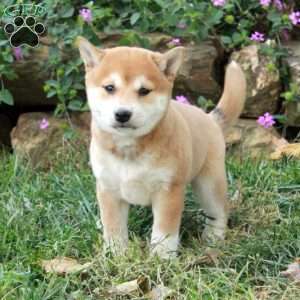 Ada, Shiba Inu Puppy
