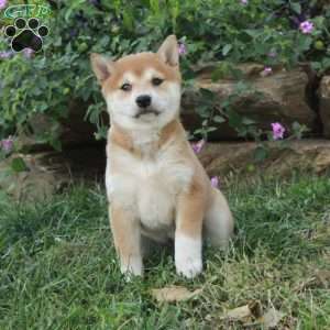 Ada, Shiba Inu Puppy