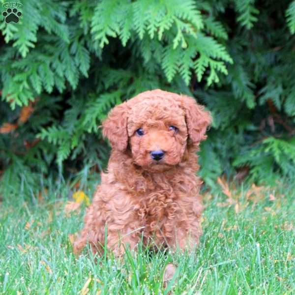 Adam, Toy Poodle Puppy
