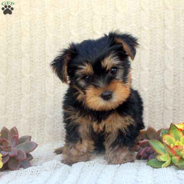 Adam, Yorkie Puppy