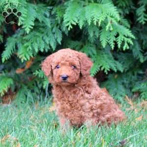 Adam, Toy Poodle Puppy