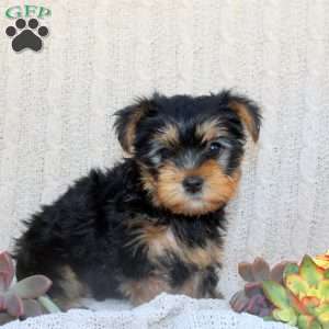 Adam, Yorkie Puppy