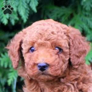 Adam, Toy Poodle Puppy