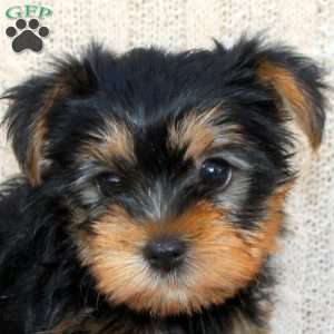 Adam, Yorkie Puppy