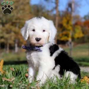 Ajay, Sheepadoodle Puppy