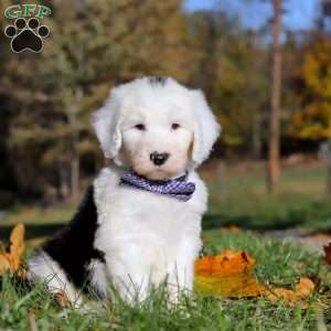 Ajay, Sheepadoodle Puppy