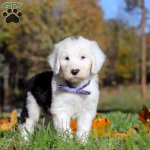 Ajay, Sheepadoodle Puppy