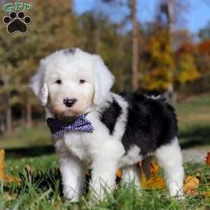 Ajay, Sheepadoodle Puppy