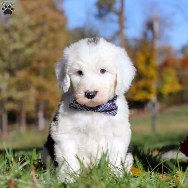 Ajay, Sheepadoodle Puppy