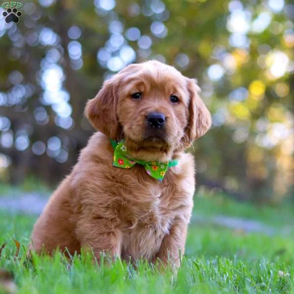 Alex, Golden Retriever Puppy