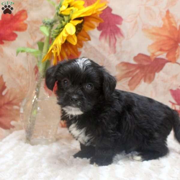 Alex, Yorkie Mix Puppy