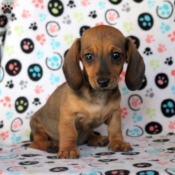 Alex, Dachshund Puppy