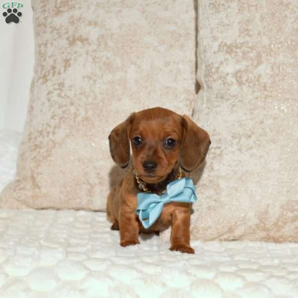 Alex, Dachshund Puppy