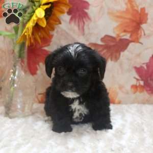 Alex, Yorkie Mix Puppy