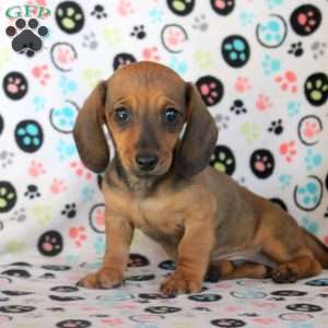 Alex, Dachshund Puppy