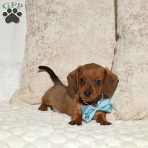 Alex, Dachshund Puppy