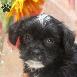 Alex, Yorkie Mix Puppy