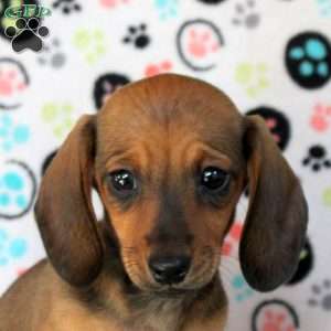 Alex, Dachshund Puppy