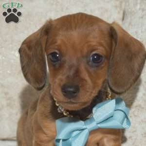 Alex, Dachshund Puppy