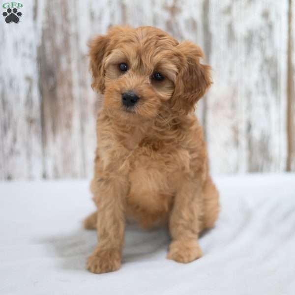 Alexa, Mini Goldendoodle Puppy