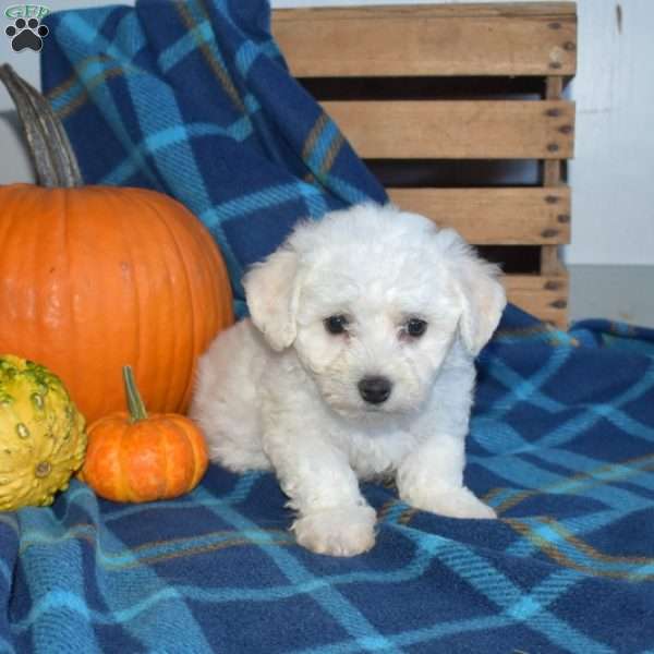 Alfie, Bichon Frise Puppy