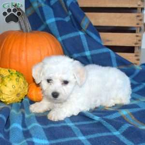 Alfie, Bichon Frise Puppy