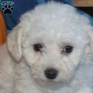 Alfie, Bichon Frise Puppy