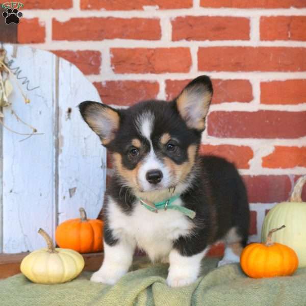 Alice, Pembroke Welsh Corgi Puppy