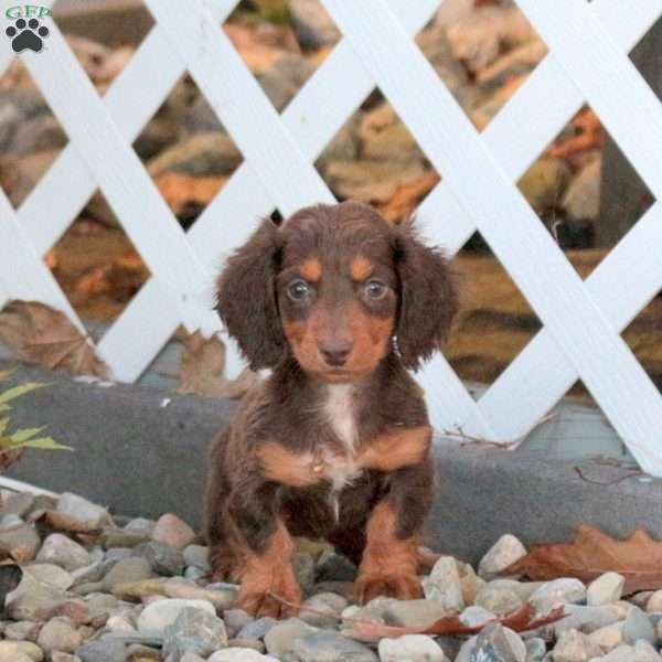 Alice, Dachshund Puppy