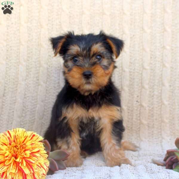 Alice, Yorkie Puppy